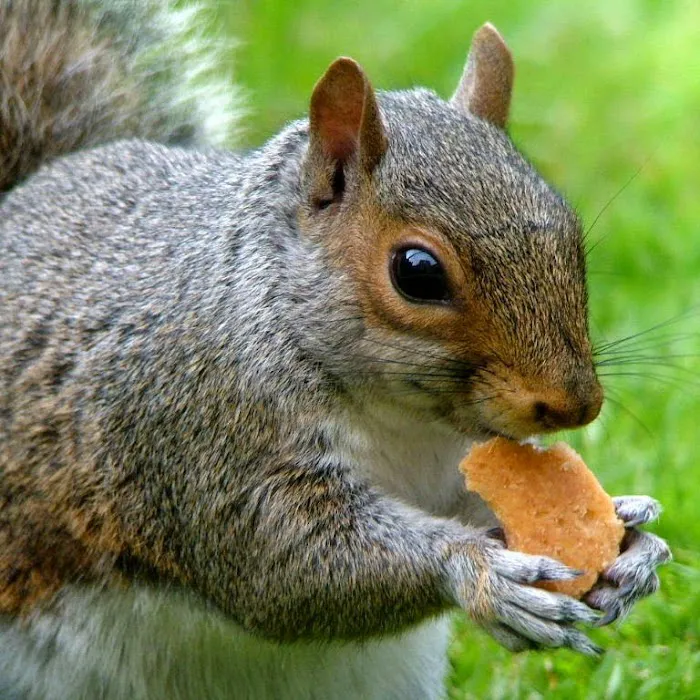 Advanced Nuisance Wildlife Control Services Picture 1