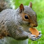 Advanced Nuisance Wildlife Control Services