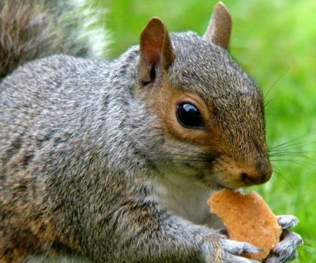 Advanced Nuisance Wildlife Control Services