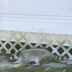 Pestify Pest Control