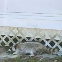 Pestify Pest Control ico