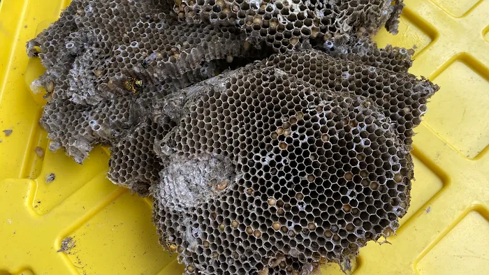 Am Pest Solutions Picture 8