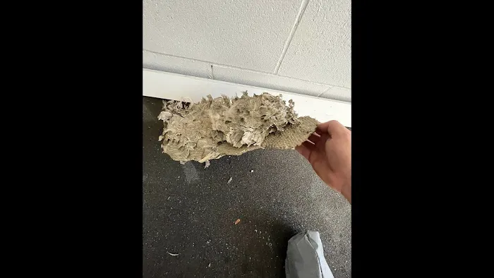 Am Pest Solutions Picture 4
