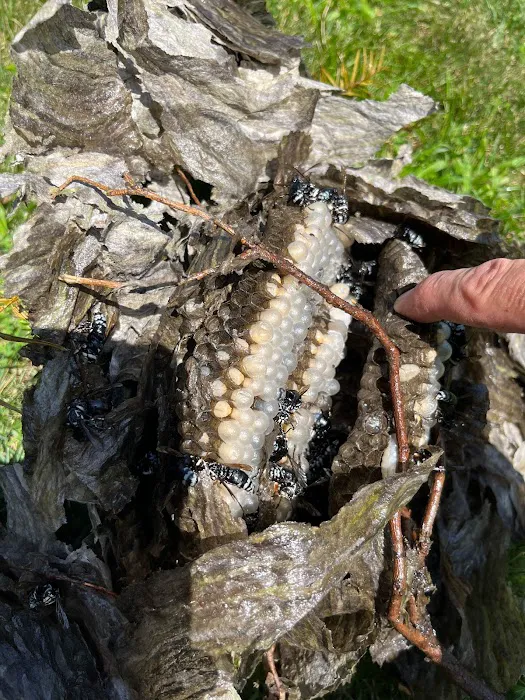 Am Pest Solutions Picture 5