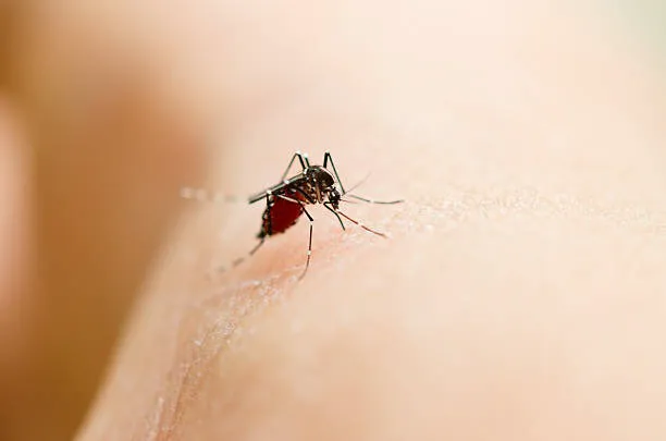 Pest Pro Exterminating Picture 3