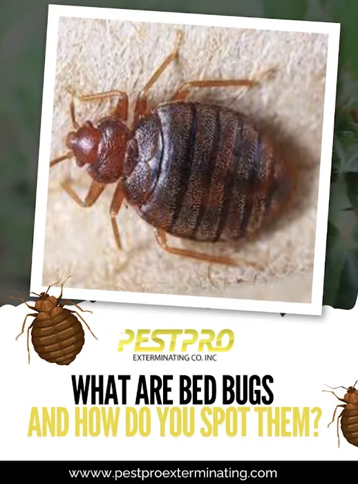 Pest Pro Exterminating Picture 5