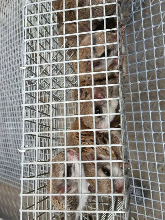 Pest Animal Removal Fairfield County Picture 3