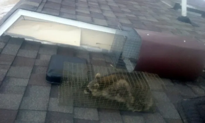 Pest Animal Removal Fairfield County Picture 2