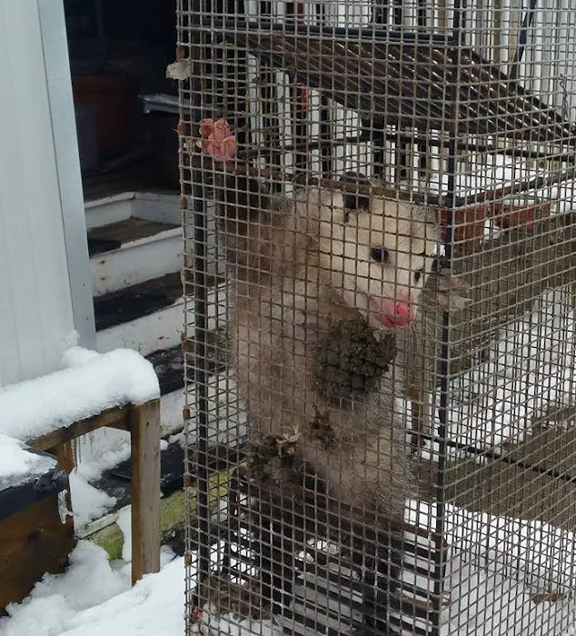 Pest Animal Removal Fairfield County Picture 9