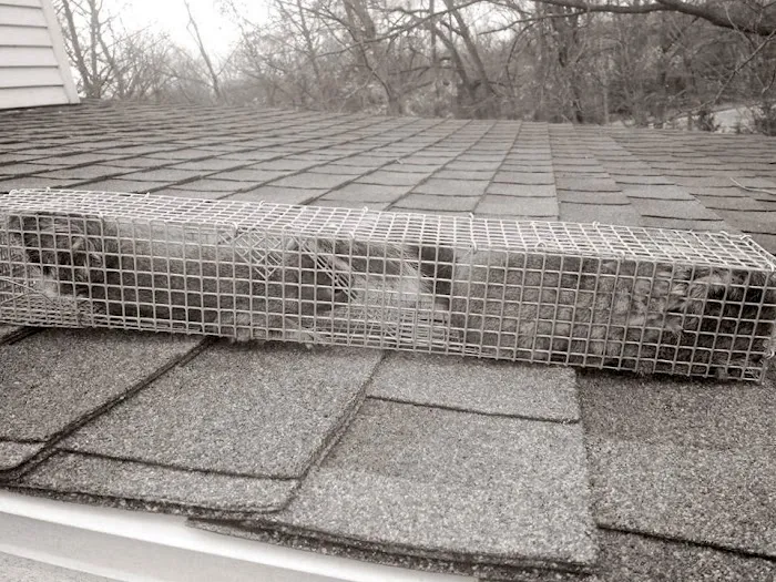 Pest Animal Removal Fairfield County Picture 7