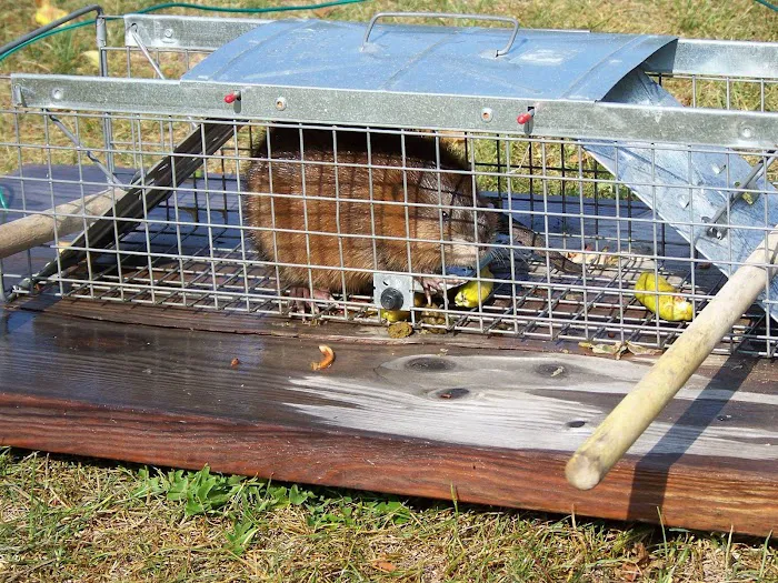 Pest Animal Removal Fairfield County Picture 8