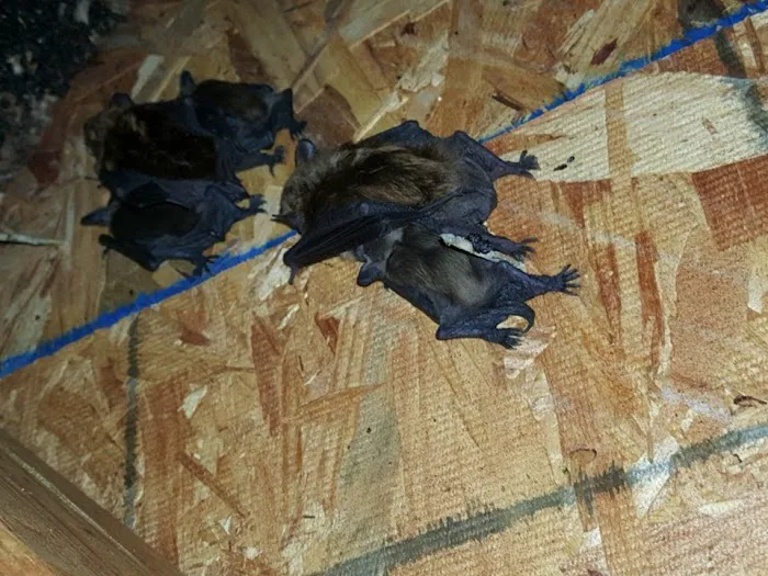 Pest Animal Removal Fairfield County Picture 10