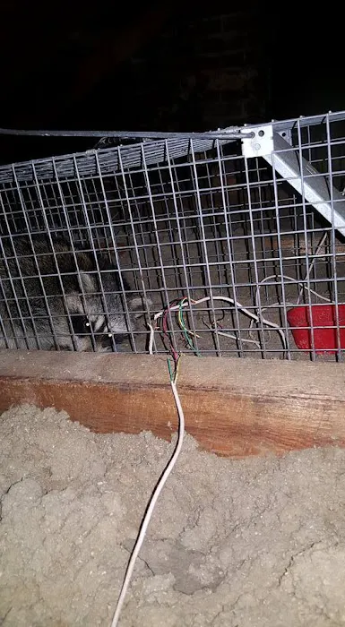 Pest Animal Removal Fairfield County Picture 4