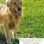 Neverdousky Brothers Tick Control LLC