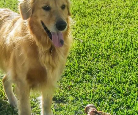 Neverdousky Brothers Tick Control LLC