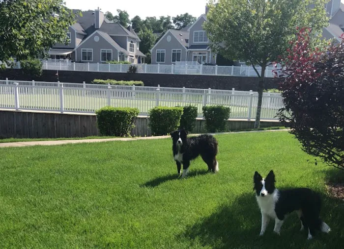 Geese Chasers Southern Connecticut Picture 6
