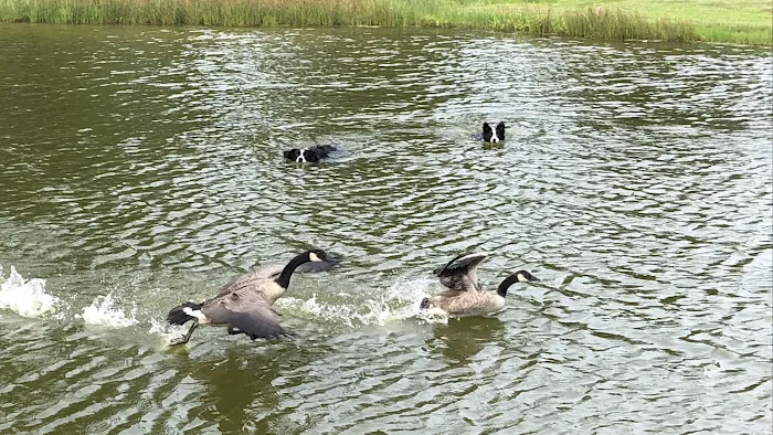 Geese Chasers Southern Connecticut Picture 1