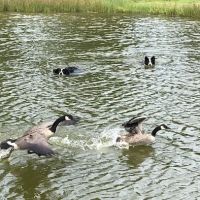 Geese Chasers Southern Connecticut ico
