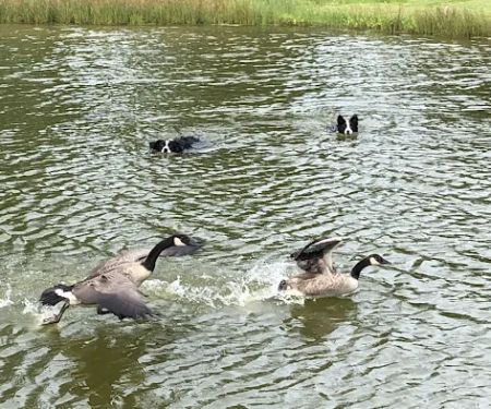 Geese Chasers Southern Connecticut