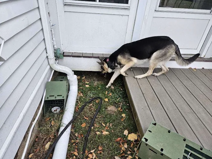Alpha Wildlife and Pest Management Picture 2