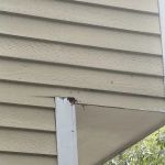 Alpha Wildlife and Pest Management