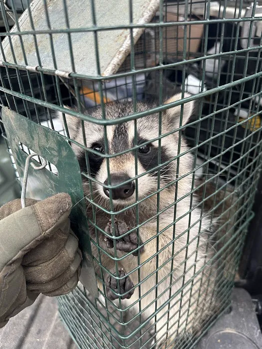 Alpha Wildlife and Pest Management Picture 6