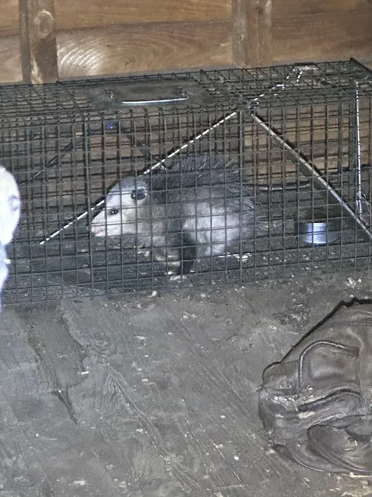 Alpha Wildlife and Pest Management Picture 7