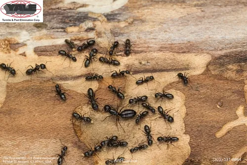 Yale Pest Control Picture 7