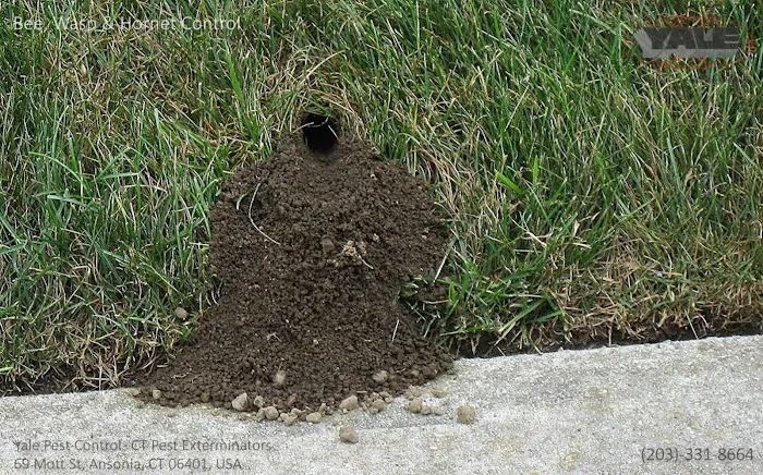 Yale Pest Control Picture 1
