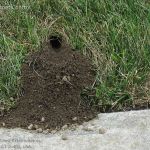 Yale Pest Control