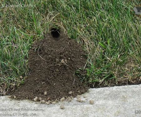 Yale Pest Control