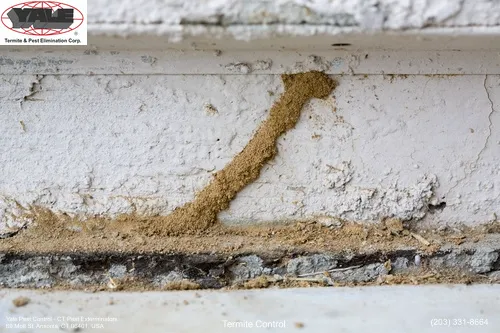 Yale Pest Control Picture 5