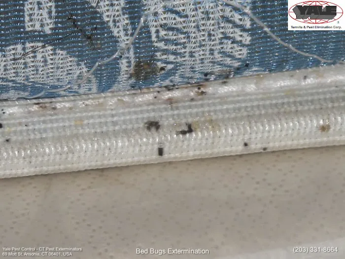Yale Pest Control Picture 4