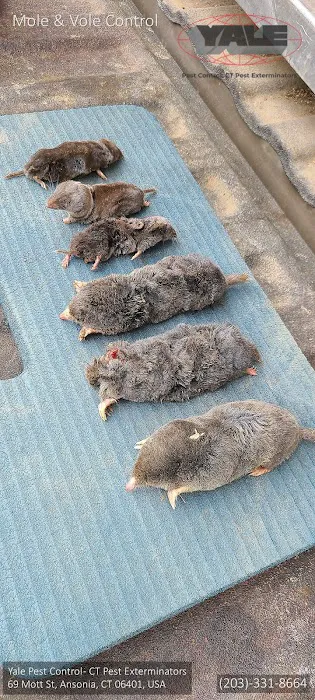 Yale Pest Control Picture 8