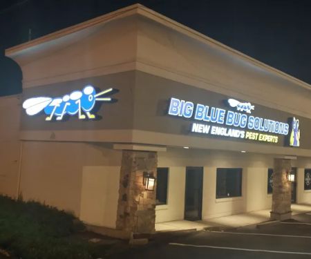 Big Blue Bug Solutions