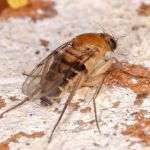 Waltham Pest Services