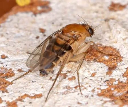 Waltham Pest Services