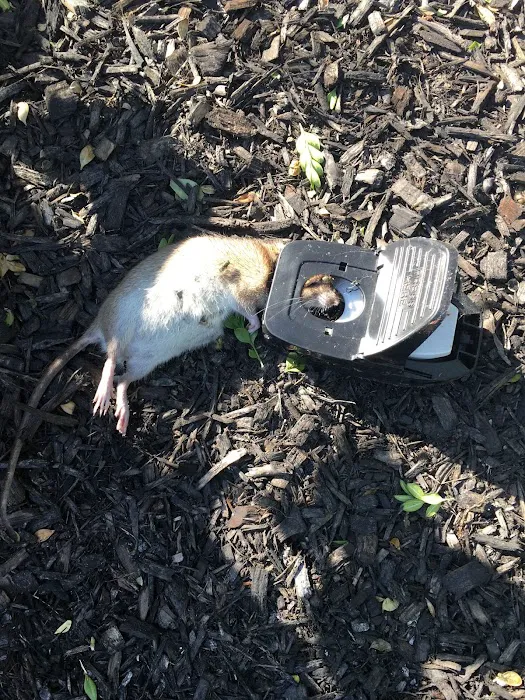 Masters Exterminating and Pest Control Picture 1