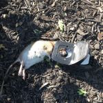 Masters Exterminating and Pest Control