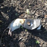Masters Exterminating and Pest Control ico
