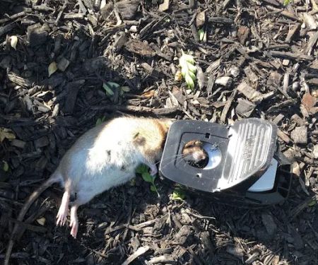Masters Exterminating and Pest Control