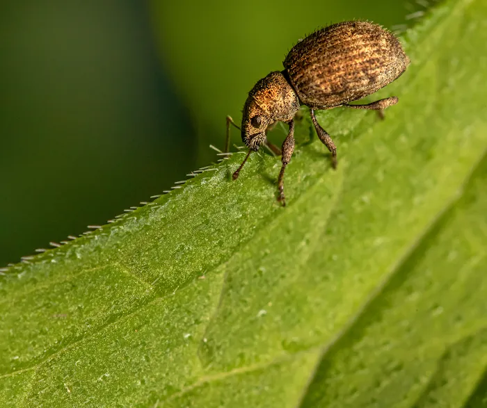 The Bug Stops Here Picture 3