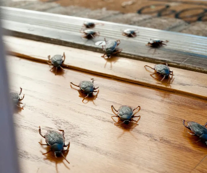 The Bug Stops Here Picture 1