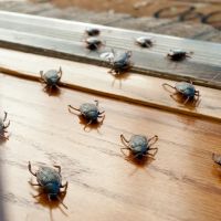 The Bug Stops Here ico