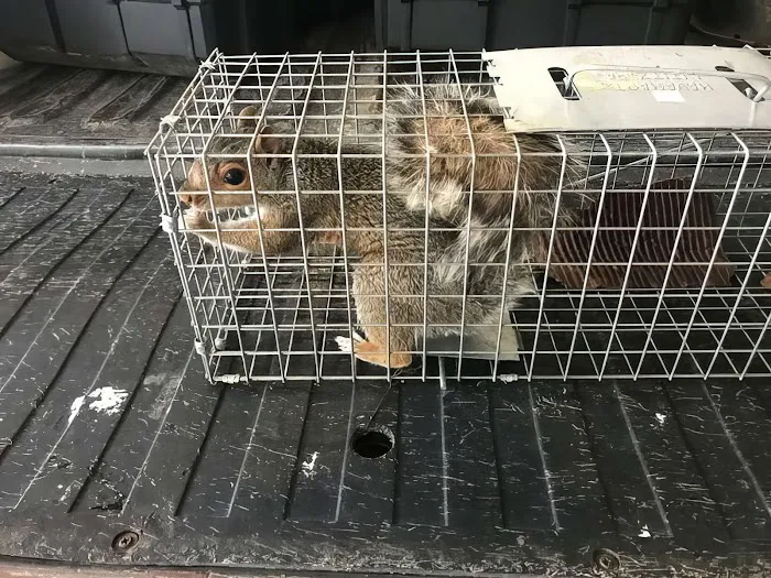 Wildlife Trapping, Inc Picture 3