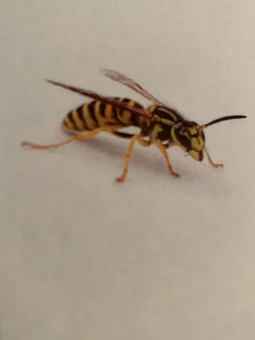General Exterminating Picture 6