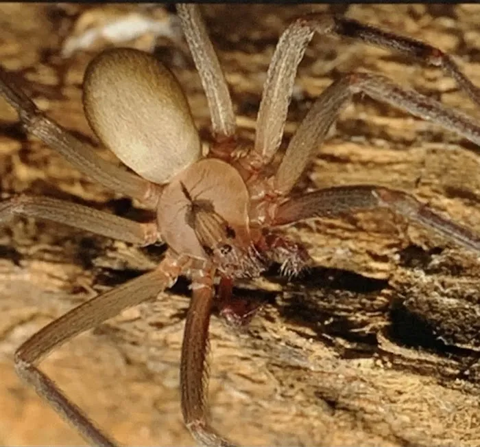 General Exterminating Picture 4