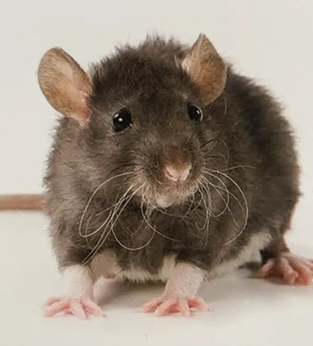General Exterminating Picture 5