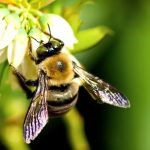 EcoTech Pest Control Inc.