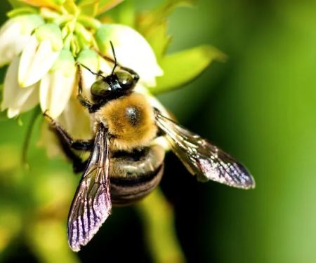 EcoTech Pest Control Inc.